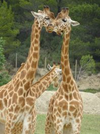 Giraffen